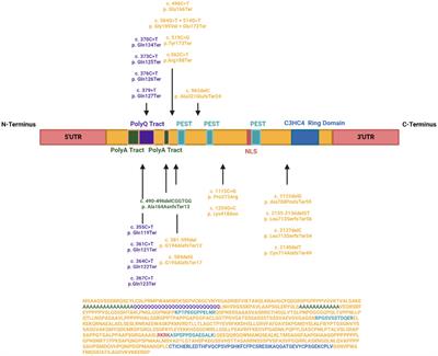 Novel human neurodevelopmental and neurodegenerative disease associated with IRF2BPL gene variants—mechanisms and therapeutic avenues